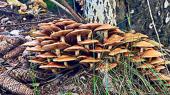 Ein Tag im Bayerischen Wald